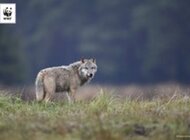 Świadek był uznany za winnego, bo zgłosił zabicie wilka