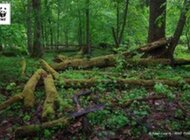 WWF Polska odpowiada Ministrowi Środowiska w sprawie Puszczy