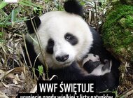 Panda wielka już nie jest w grupie wysokiego ryzyka wymarcia