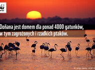 Światowe Dziedzictwo UNESCO zagrożone – usycha hiszpańska Doñana