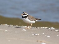 Pisklęta sieweczki powracają na bałtyckie plaże!