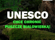 UNESCO za ochroną Puszczy Białowieskiej, mimo nacisków ze strony ministerstwa i Lasów Państwowych