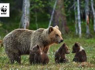 Jak spędzić wakacje w sąsiedztwie wilka i niedźwiedzia?  