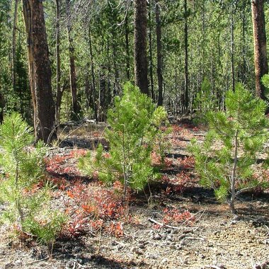 KGHM is reforesting LOwer Silesia