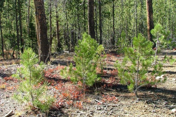 KGHM is reforesting LOwer Silesia