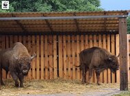 Porfiry i Polejew - pierwsi podopieczni Azylu dla Żubrów Szewce