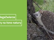 Jeże MegaZwierze trafiły na zielone łono natury