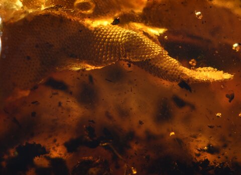 Zbliżenie na łapkę gekona, pokrytą łuską.