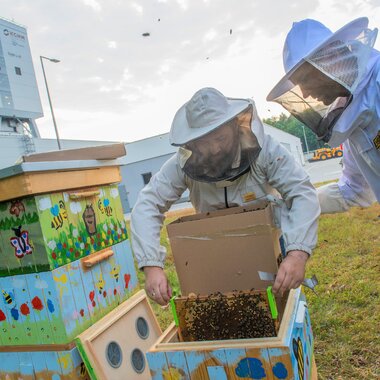 Copper bees settled down near the mining shaft