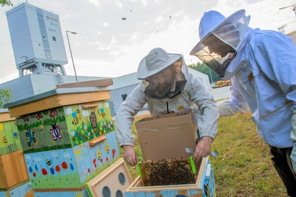 Copper bees settled down near the mining shaft