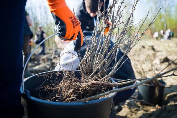 Tysiące dębów od KGHM w Międzynarodowym Dniu Ziemi