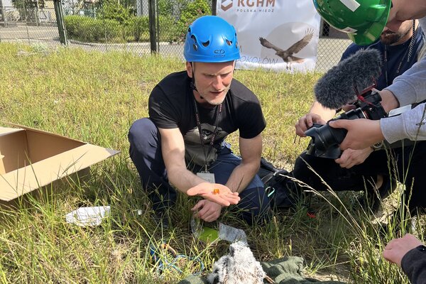 Obrączkowanie młodych sokołów w Hucie Miedzi Głogów (2)