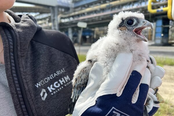 Obrączkowanie młodych sokołów w Hucie Miedzi Głogów (3)