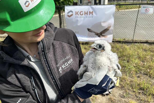 Obrączkowanie młodych sokołów w Hucie Miedzi Głogów (4)