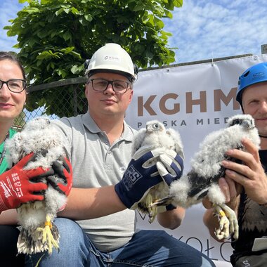 Obrączkowanie młodych sokołów w Hucie Miedzi Głogów (5)