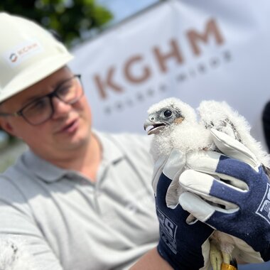 Obrączkowanie młodych sokołów w Hucie Miedzi Głogów (8)