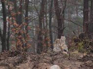 Wieści z terenu – co słychać u naszych rysi?