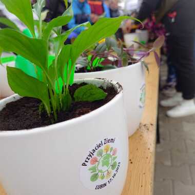 Zielona akcja wolontariuszy KGHM i wychowanków Ośrodka Szkolno-Wychowawczego w Lubinie  (2)
