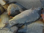 Ryby głosu nie mają, ale o karpiu głośno
