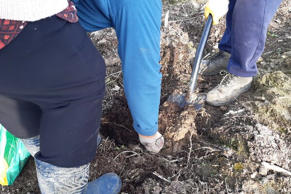 Nasadzenia lasów w Hucie Miedzi Głogów (3)