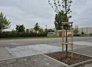 Wynalazek z SGGW, który umożliwia wzrost drzew i krzewów w zabetonowanych strefach europejskich miast