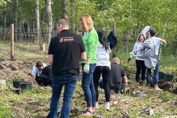 Wolontariusze KGHM posadzili kolejny las przy HMG (4)