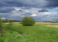 Nature Restoration Law z poparciem większości krajów UE. Polska przeciw wraz z m.in. Węgrami i Włochami