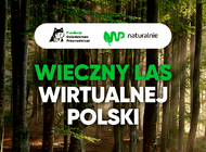 Wieczny Las Wirtualnej Polski na Podlasiu