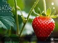 Do zjedzenia nie tylko truskawki, ale i szypułki