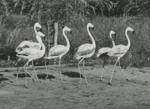 Jesienią 1965 roku, dzięki udostępnieniu nowej koparki „Waryński” przez Wojewódzkie Przedsiębiorstwo Transportu i Sprzętu Budowlanego w Oliwie, rozpoczęto prace nad uporządkowaniem bagnistego terenu w centrum gdańskiego ZOO. Celem było zagospodarowanie niebezpiecznego trzęsawiska i stworzenie estetycznej ekspozycji dla ptactwa wodnego i brodzącego. W ciągu dwóch miesięcy wykonano podstawowe prace ziemne, a wiosną 1966 roku rozpoczęto formowanie wyspy i umacnianie brzegów fosy kamieniami oraz faszyną. Wszystkie te prace realizowane były w ramach zobowiązań i czynów społecznych obok młodzieży ze szkół melioracyjnych z Oruni i pracowników Wojewódzkiego Zarządu melioracji w Gdańsku – ogromny wkład pracy w budowę wyspy flamingów wniosła młodzież ze szkół całego Gdańska.