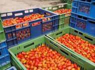 Carrefour rozszerza ofertę gamy Jakość z Natury – nowe odmiany pomidorów od wieloletniego partnera sieci