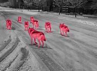 Stop drapieżniczym fake newsom! WWF Polska broni wilki i niedźwiedzie przed dezinformacją