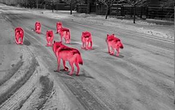 Stop drapieżniczym fake newsom! WWF Polska broni wilki i niedźwiedzie przed dezinformacją