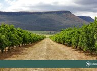 Umowa UE-Mercosur: między geopolityką a rolnictwem. Głos ekspertów SGGW