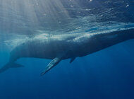Nowa era w zarządzaniu oceanami - wejście w życie Traktatu o pełnym morzu