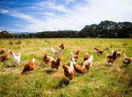 Koniec z klatką - Carrefour wycofał jaja “trójki” ze swoich sklepów oraz składów produktów marki własnej w Polsce