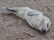 Pierwsze focze szczenię na polskim wybrzeżu. WWF przypomina, jak się zachować 