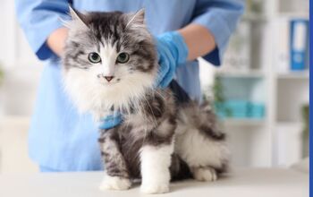 20 marca obchodzimy Światowy Dzień Wiedzy o Pasożytach 