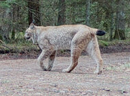 Fundacja WWF Polska nawiązała współpracę z trzema parkami narodowymi – na rzecz monitoringu rysi