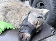 Co zrobić, gdy spotkamy ranne zwierzę, np. w wyniku wypadku? Interwencja naukowców z UG