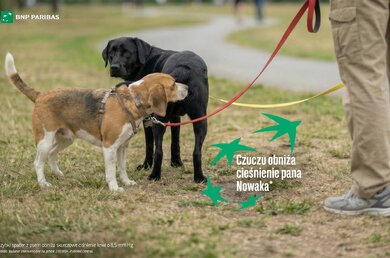  Spacery z psem wyjdą Ci na zdrowie_Czuczu 