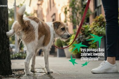  Spacery z psem wyjdą Ci na zdrowie_Irys 