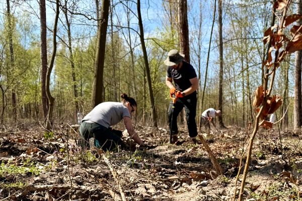 Wolontariusze KGHM zasadzili drzewa przy Hucie Miedzi Głogów (5)