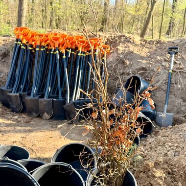 Wolontariusze KGHM zasadzili drzewa przy Hucie Miedzi Głogów (8)