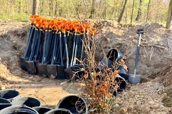 Wolontariusze KGHM zasadzili drzewa przy Hucie Miedzi Głogów (8)