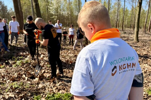 Wolontariusze KGHM zasadzili drzewa przy Hucie Miedzi Głogów