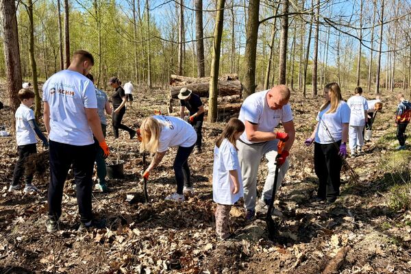 Wolontariusze KGHM zasadzili drzewa przy Hucie Miedzi Głogów (3)