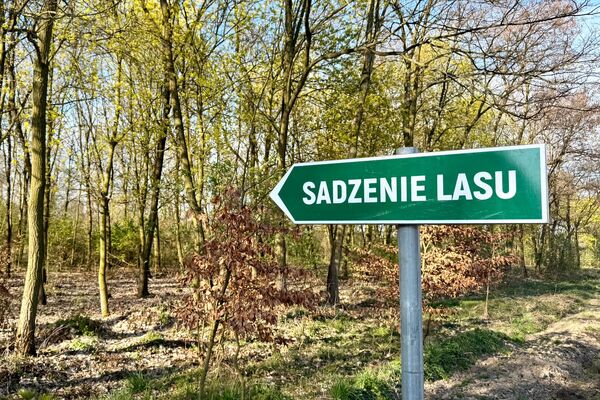 Wolontariusze KGHM zasadzili drzewa przy Hucie Miedzi Głogów (4)