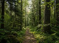 Las to zdrowie. Kąpiele leśne realnie obniżają poziom stresu – wyjaśnia prof. Emilia Janeczko z SGGW