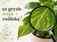 „Co gryzie moją roślinkę?” – ogrodniczy kącik porad podczas Dni SGGW 